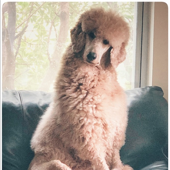 Everything must go! - Picture 8 of 8